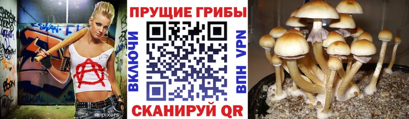 Псилоцибиновые грибы Cubensis  продажа наркотиков  Гай 