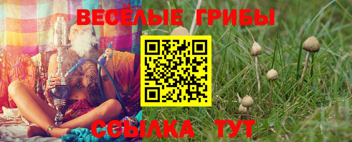 Галлюциногенные грибы Psilocybine cubensis Гай